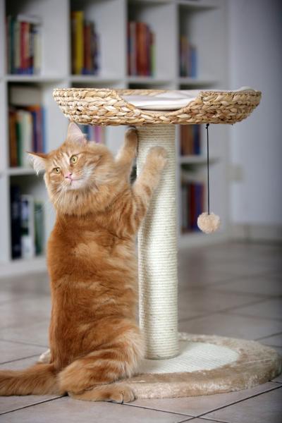 Karlie Katzenkratzbaum Banana Leaf I - Katzenbett und Kratzstamm